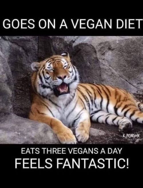 cat eats 3 vegans a day.jpg